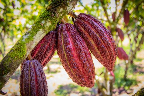 Mazorca de cacao en el árbol