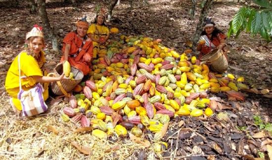 Comunidades productoras durante la cosecha