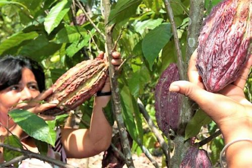Cosecha manual de cacao